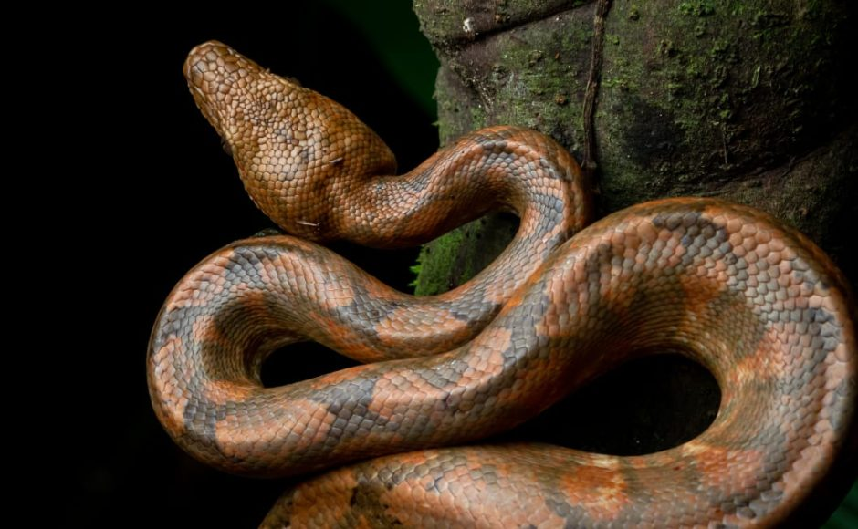 Scan The Snake: Smart App Helps People Identify Venomous Snakes