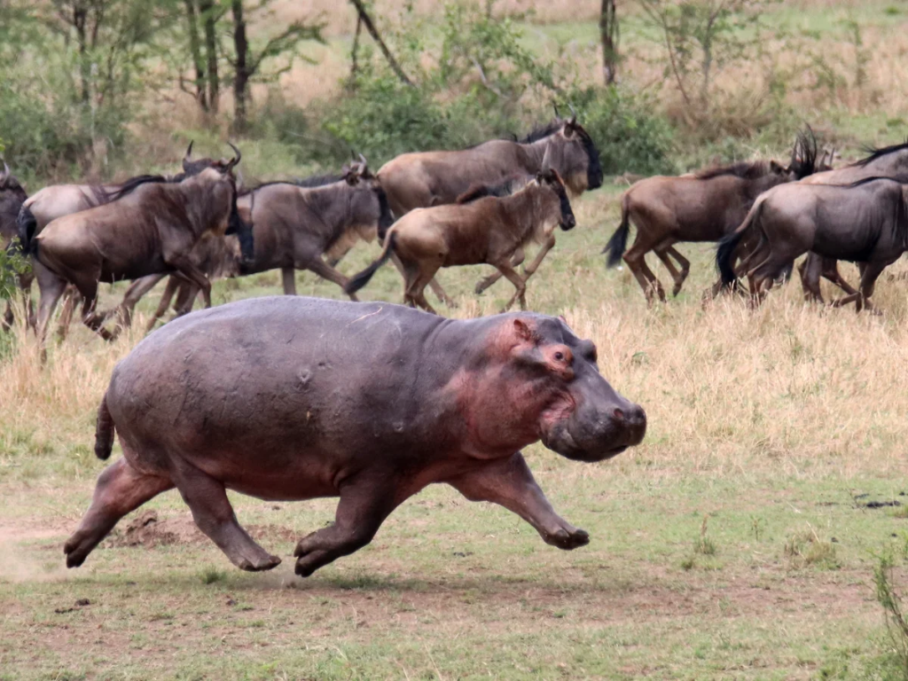 Wild Hippos Trouble! Colombia Faces Wildlife Challenge
