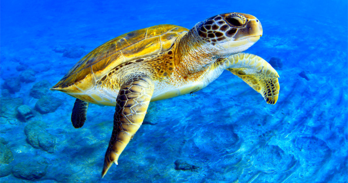 World Turtle Day: All About Saving Ancient Ocean Warriors! - The Junior Age
