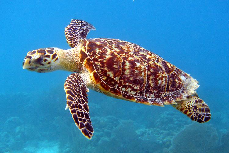 Turtle vs Tortoise: Easy Differences Every Child Should Know