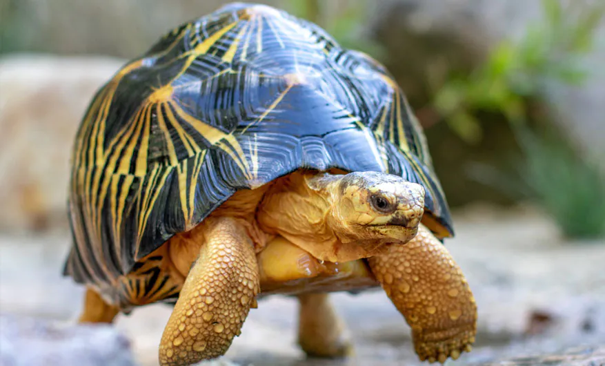 Turtle vs Tortoise: Easy Differences Every Child Should Know