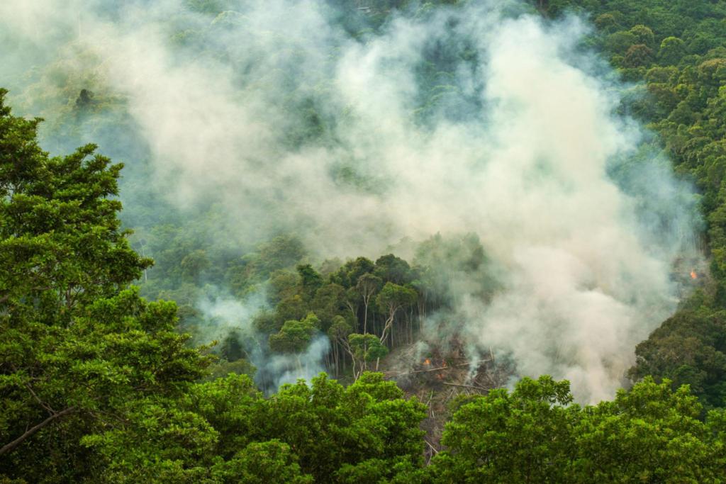 Good News For Tropical Rainforests: But The Danger Isn’t Over!
