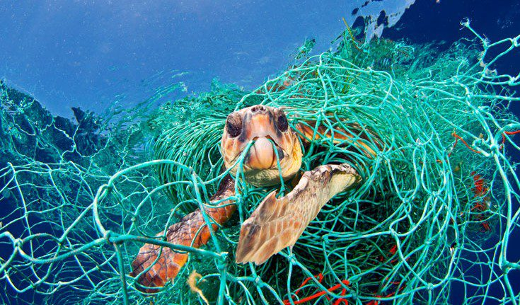 World Turtle Day: All About Saving Ancient Ocean Warriors!  