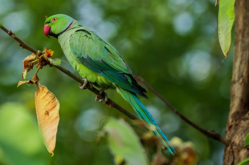 Difference between a parrot and parakeet