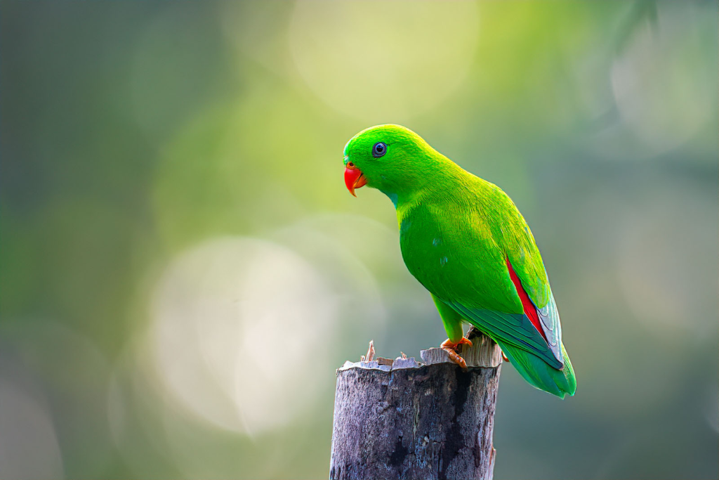 Difference between a parrot and parakeet