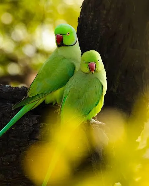 Difference between a parrot and parakeet