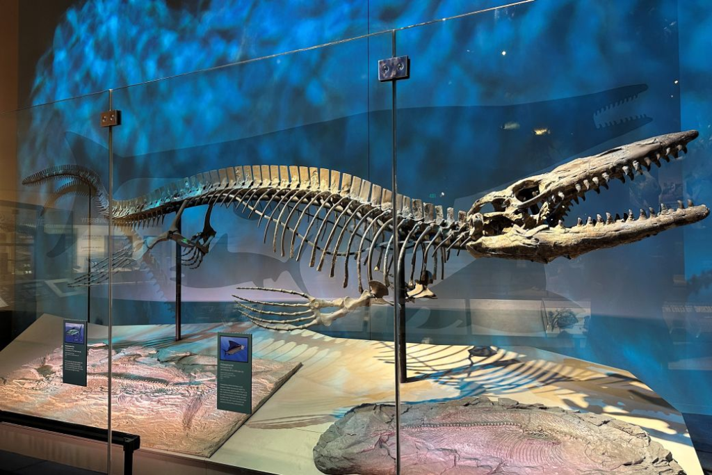 Meet Tylosaurus Rex : The T. rex of the sea