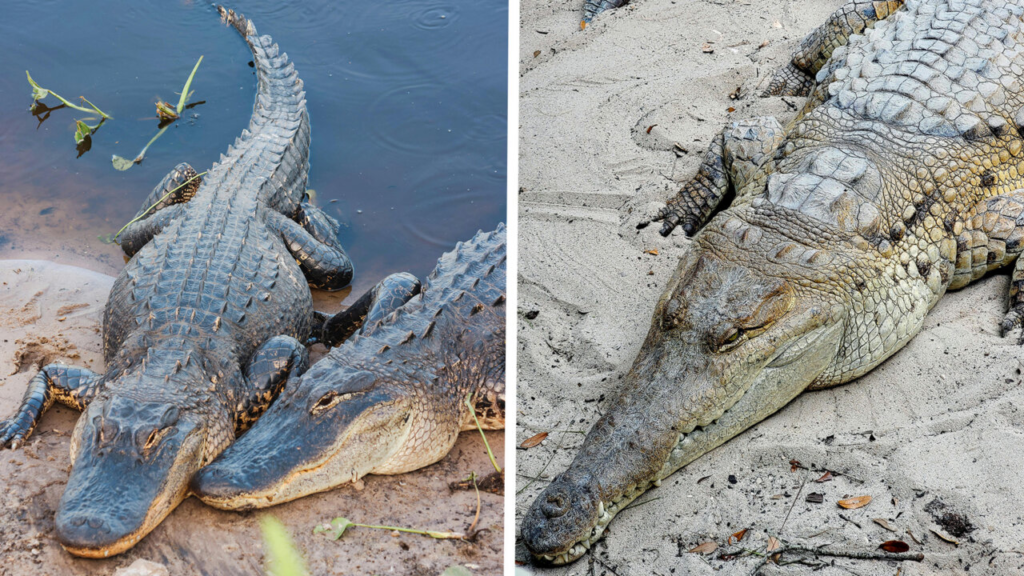 Crocodile Vs Alligator: Easy Ways To Tell Them Apart
