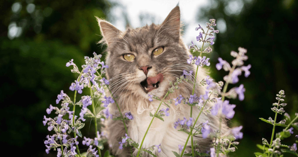 Catnip Could Help Fight Malaria