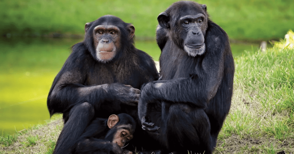 Chimpanzees: Meet Our Closest Wild Cousins