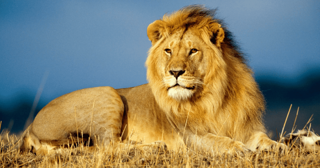 No Longer The Most Feared: The Ultimate Predator Dethroned?