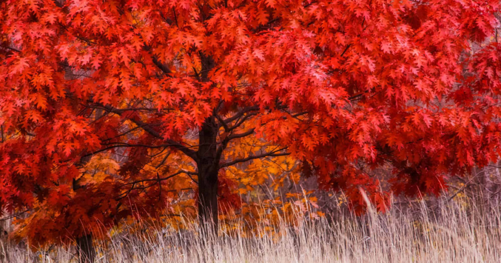 Trees Gain Special Recognition in Canada