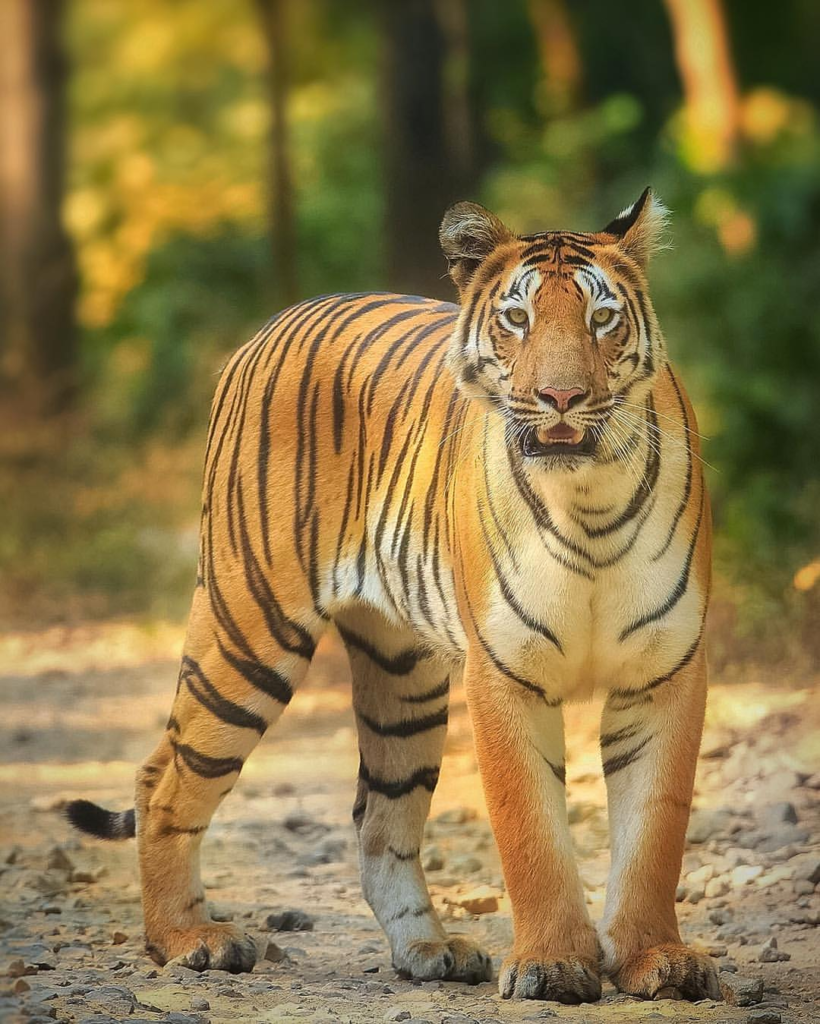 World Nature Conservation Day: 10 Ways India Is Protecting Nature
