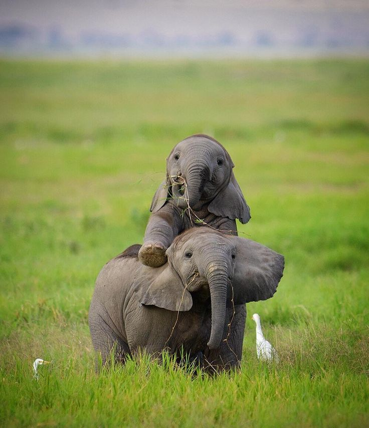 World Nature Conservation Day: 10 Ways India Is Protecting Nature