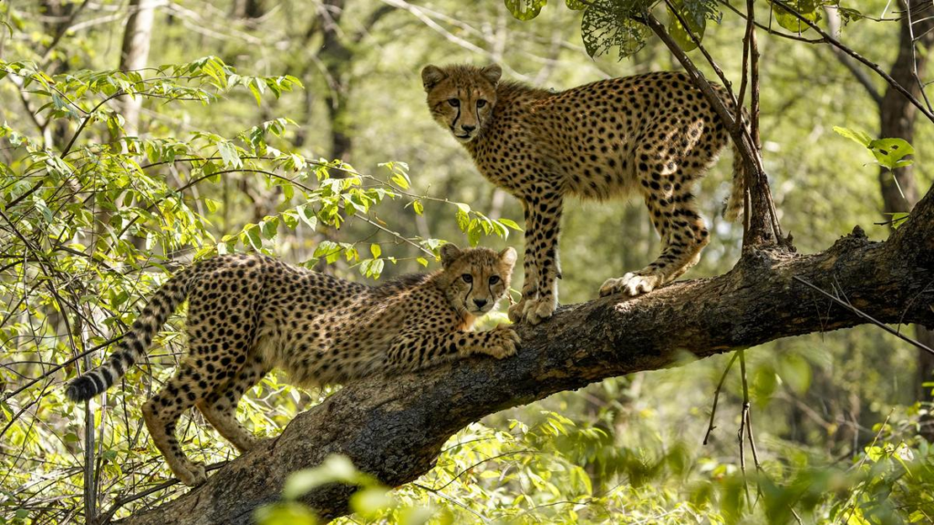 World Nature Conservation Day: 10 Ways India Is Protecting Nature