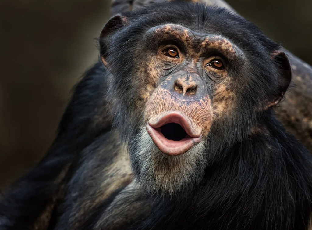 Chimpanzees: Meet Our Closest Wild Cousins