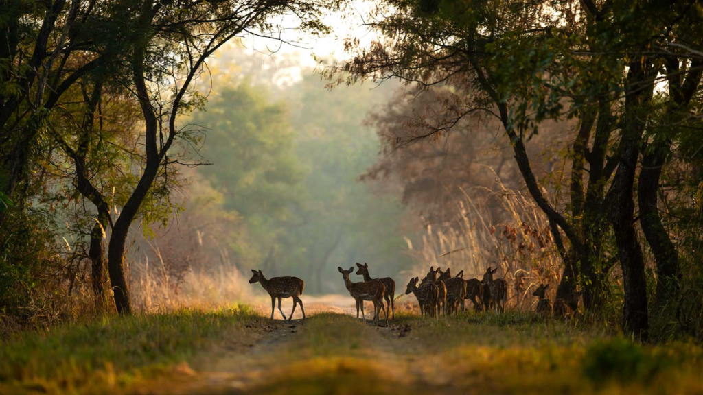 World Nature Conservation Day: 10 Ways India Is Protecting Nature