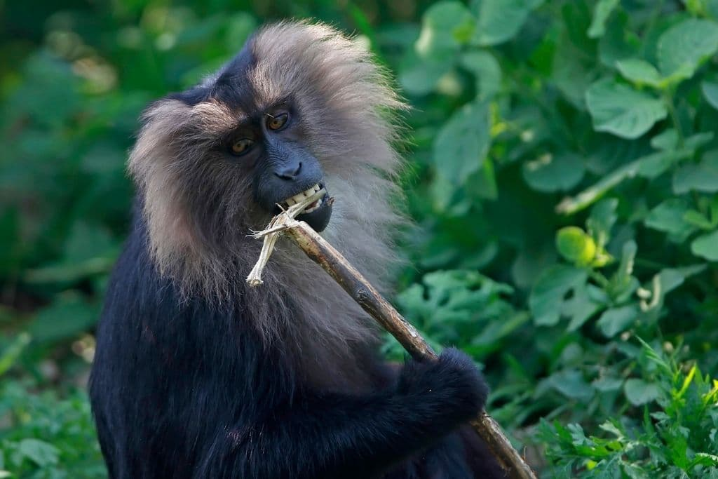 World Nature Conservation Day: 10 Ways India Is Protecting Nature