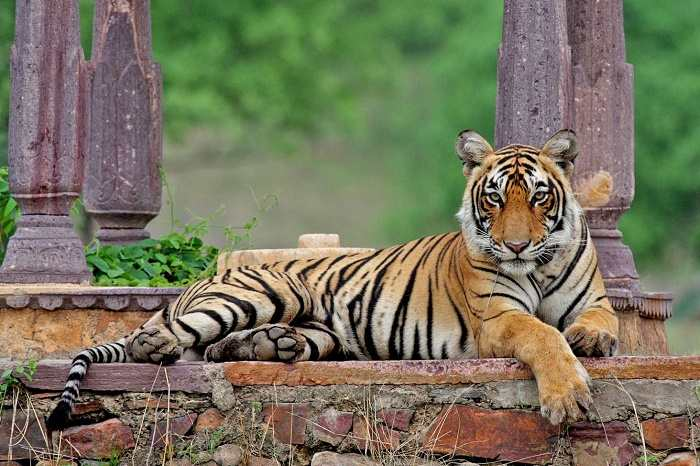 National symbols of India: A complete guide for students