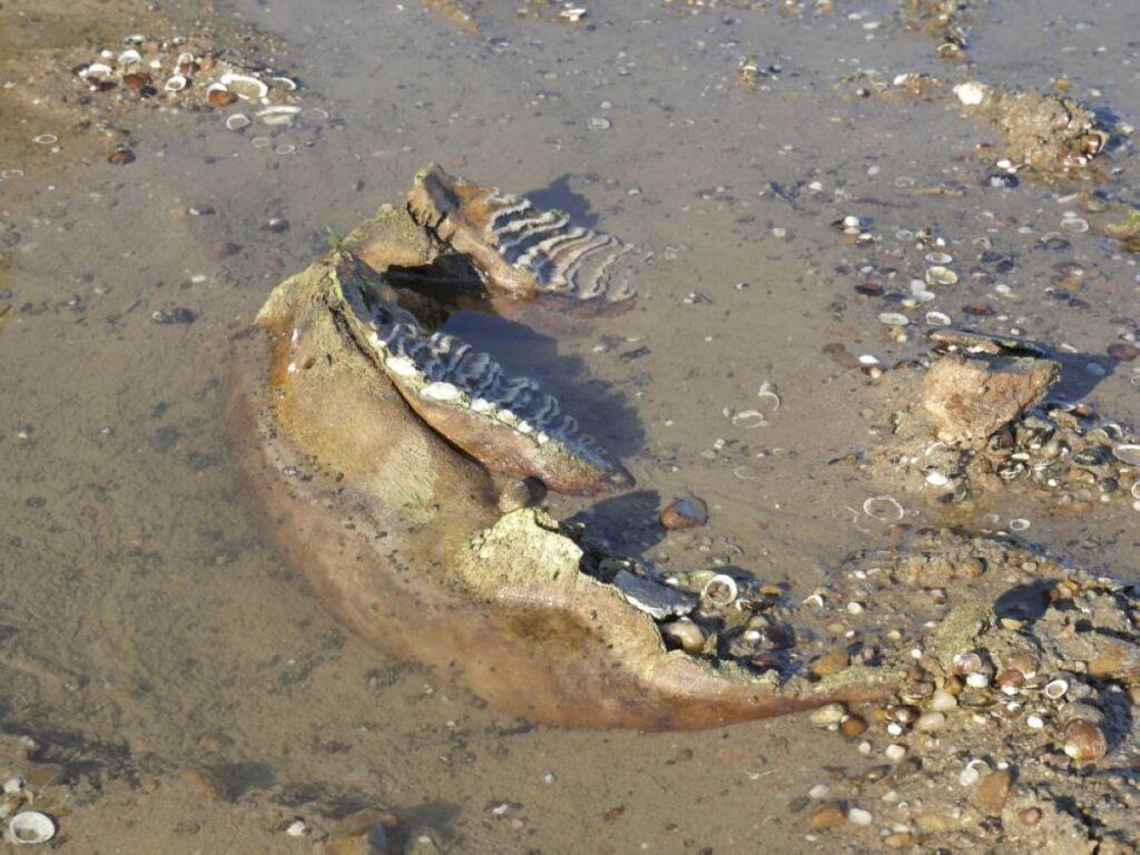 Mammoth Bones Found In A Dry Riverbed In Bulgaria