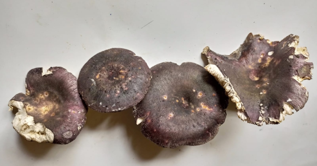New Mushroom Species Discovered in Meghalaya