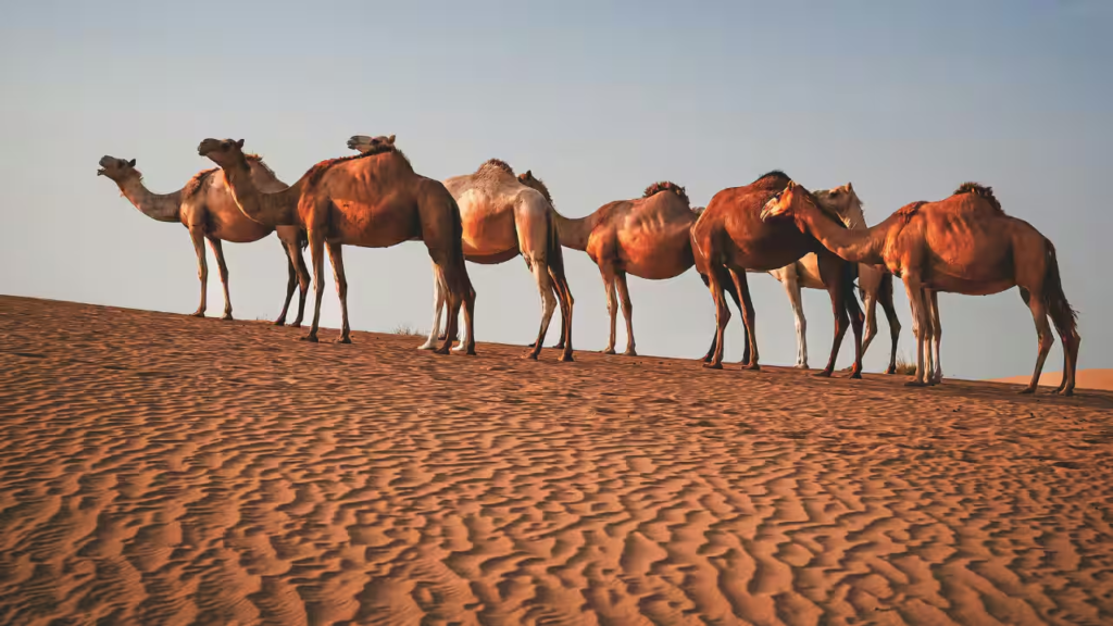 Rising Temperatures Threaten Africa's Desert Camels