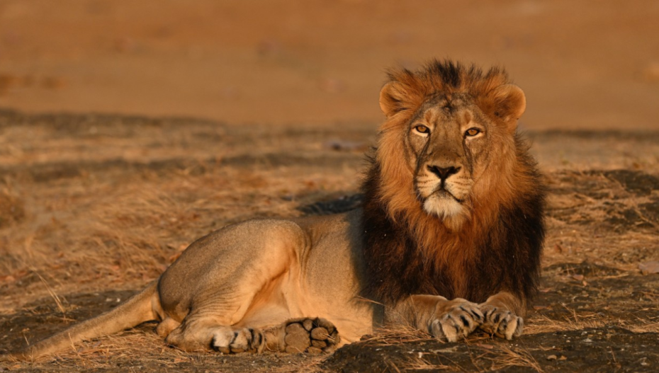 India’s Asiatic Lion Makes a Remarkable Conservation Comeback