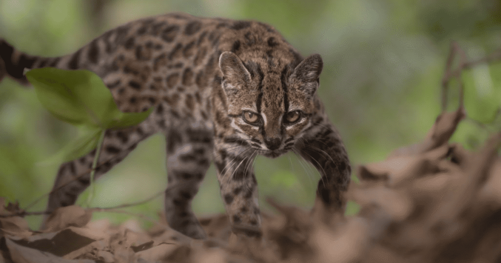 Meet the Tilcayo tiger cat, a new species in the animal kingdom
