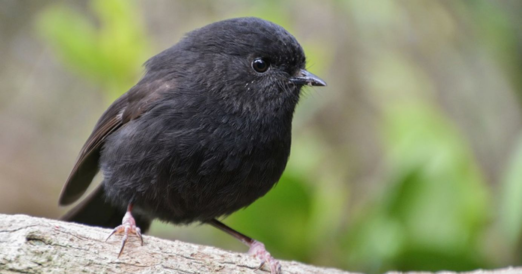 Black robin named Bird of the Year 2026