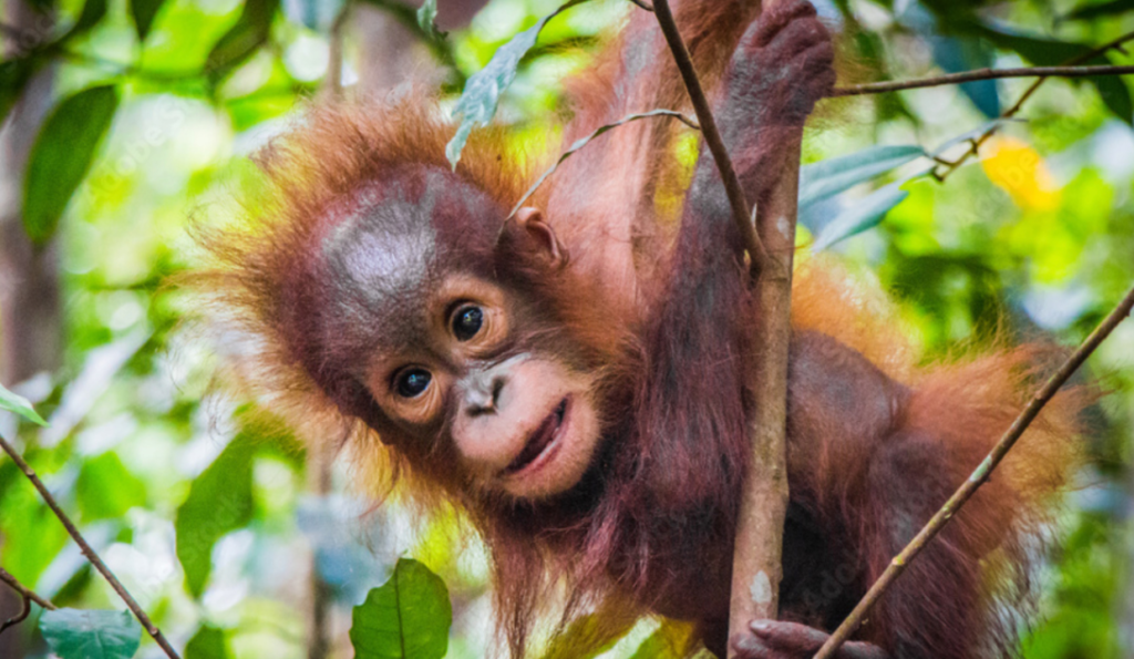 Five Baby Orangutans Rescued from Odisha Forest