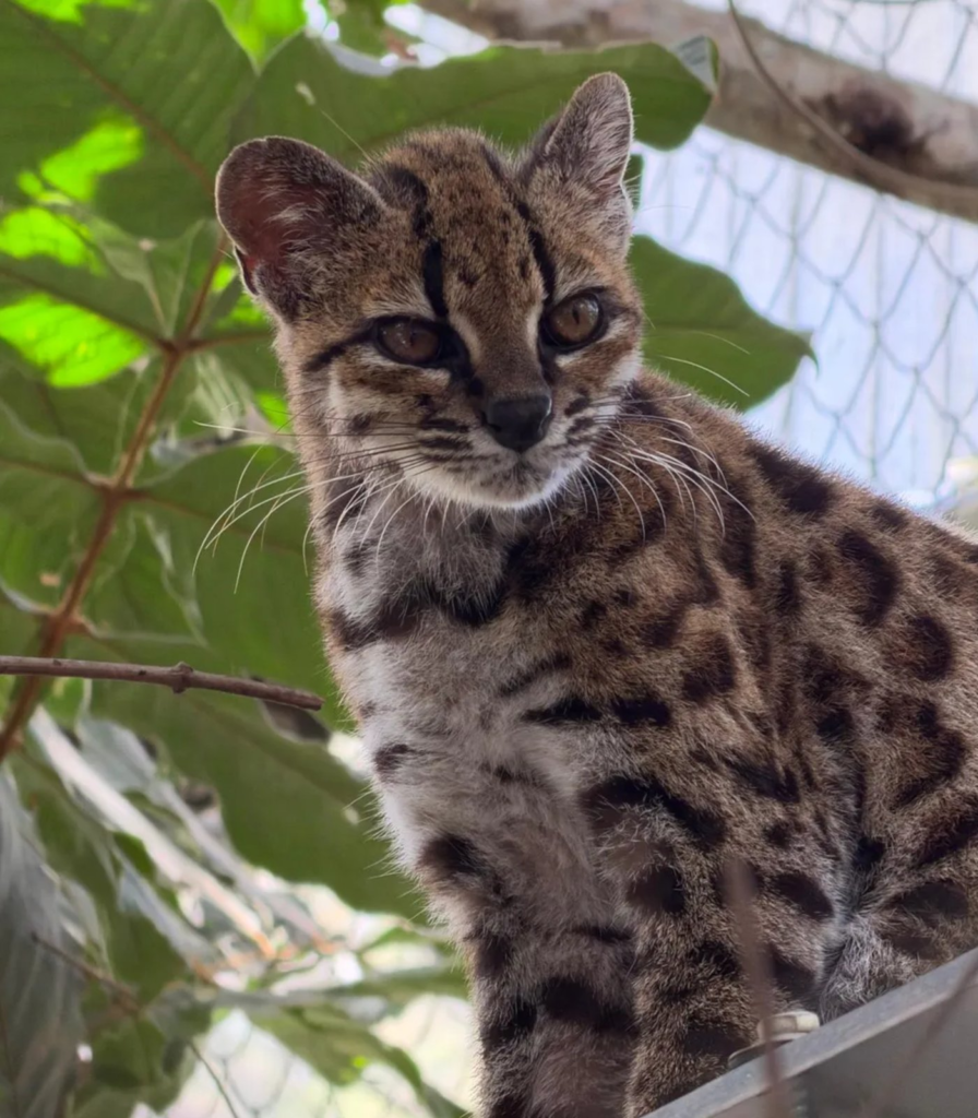 Meet the Tilcayo tiger cat, a new species in the animal kingdom