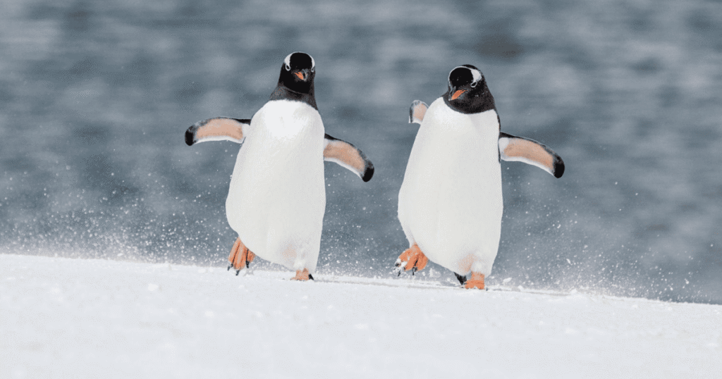 New Penguin Species Discovered for the First Time in Over a Century