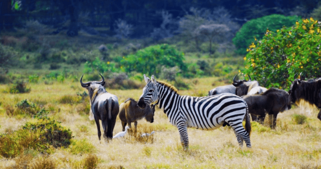 Wildlife Thrives in India Despite a 73% Global Decline