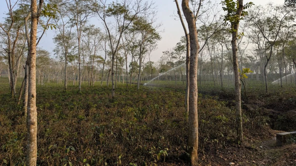 India Loses 5.6% Points of Green Cover as Heat Intensifies