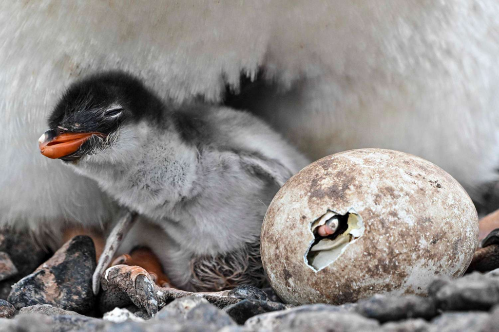 New Penguin Species Discovered for the First Time in Over a Century